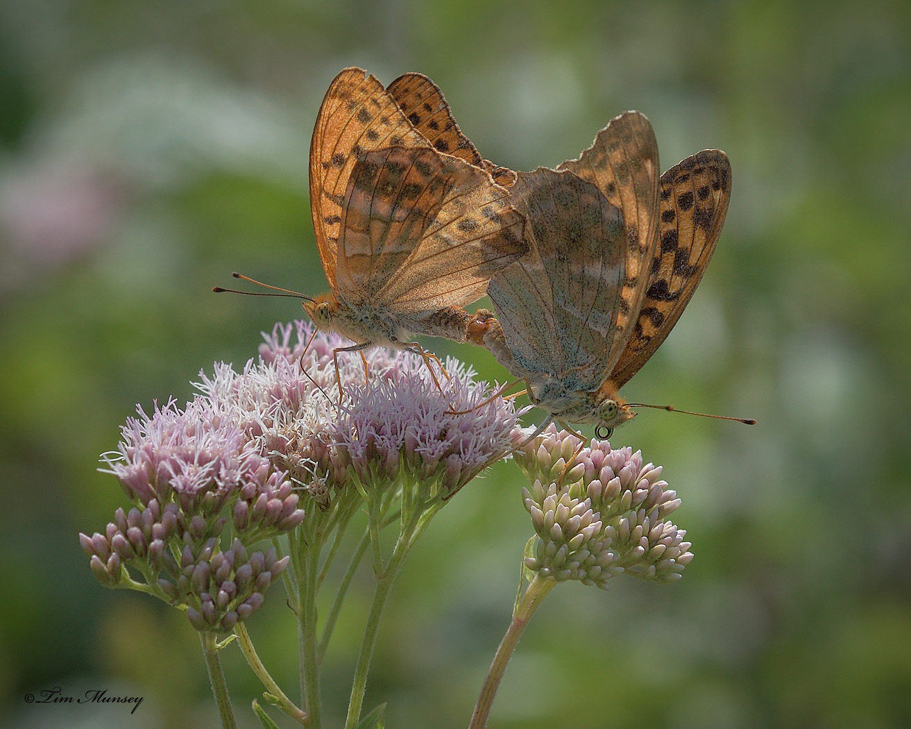 Fritillary Love